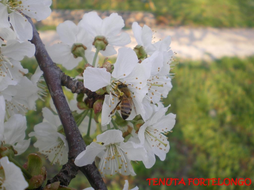 Tenuta Fortelongo Fara Vicentino Exterior foto